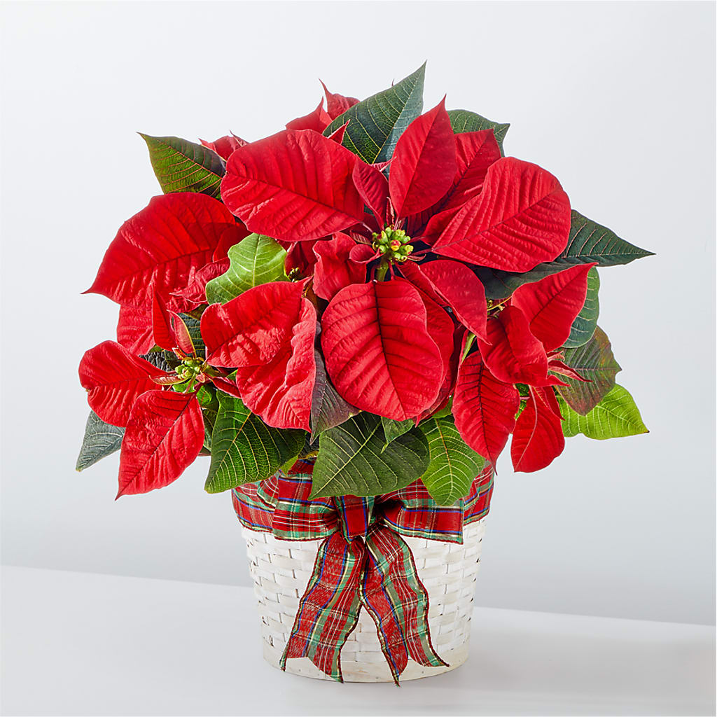 Happiest Holidays Poinsettia – MARYCEL'S FLOWERS, Clifton NJ