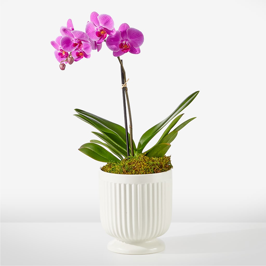 Friendly Fuchsia Orchid – MARYCEL'S FLOWERS, Clifton NJ