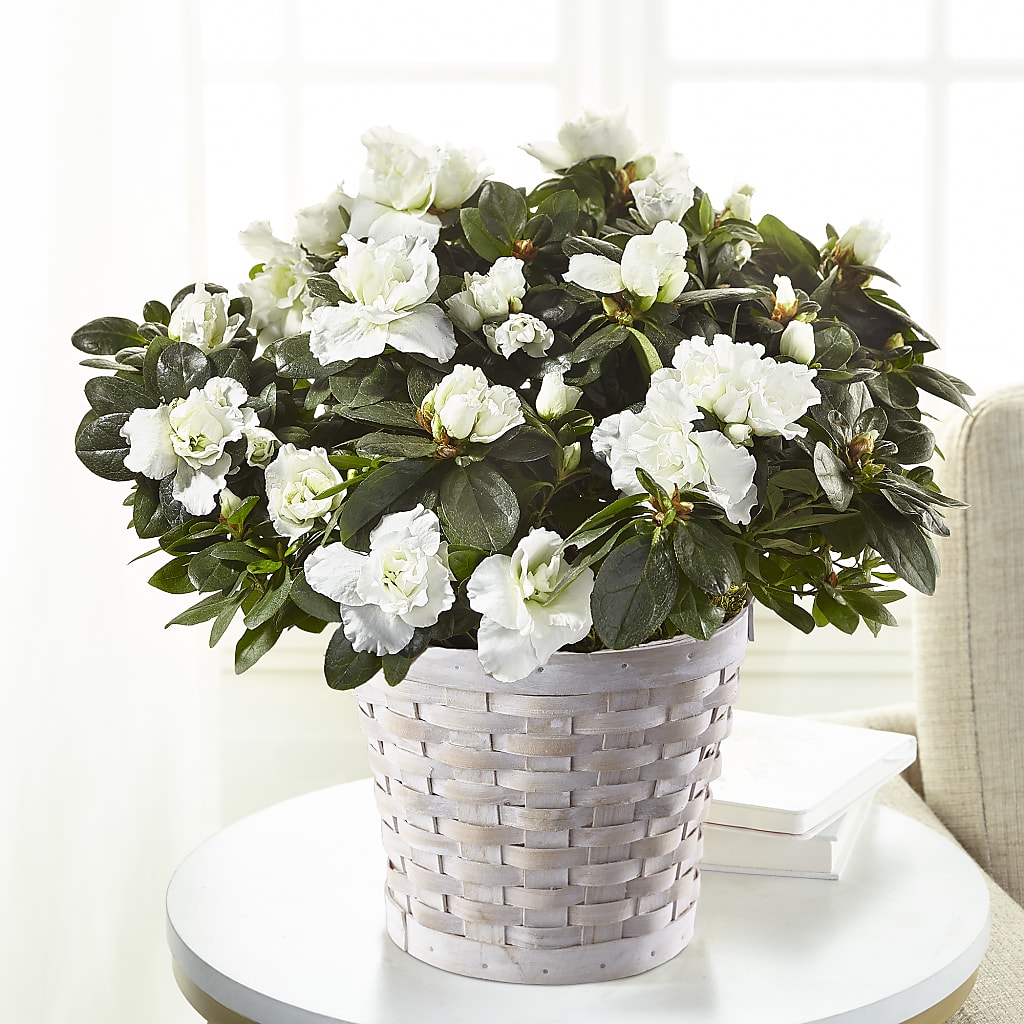 White Azalea Plant – MARYCEL'S FLOWERS, Clifton NJ