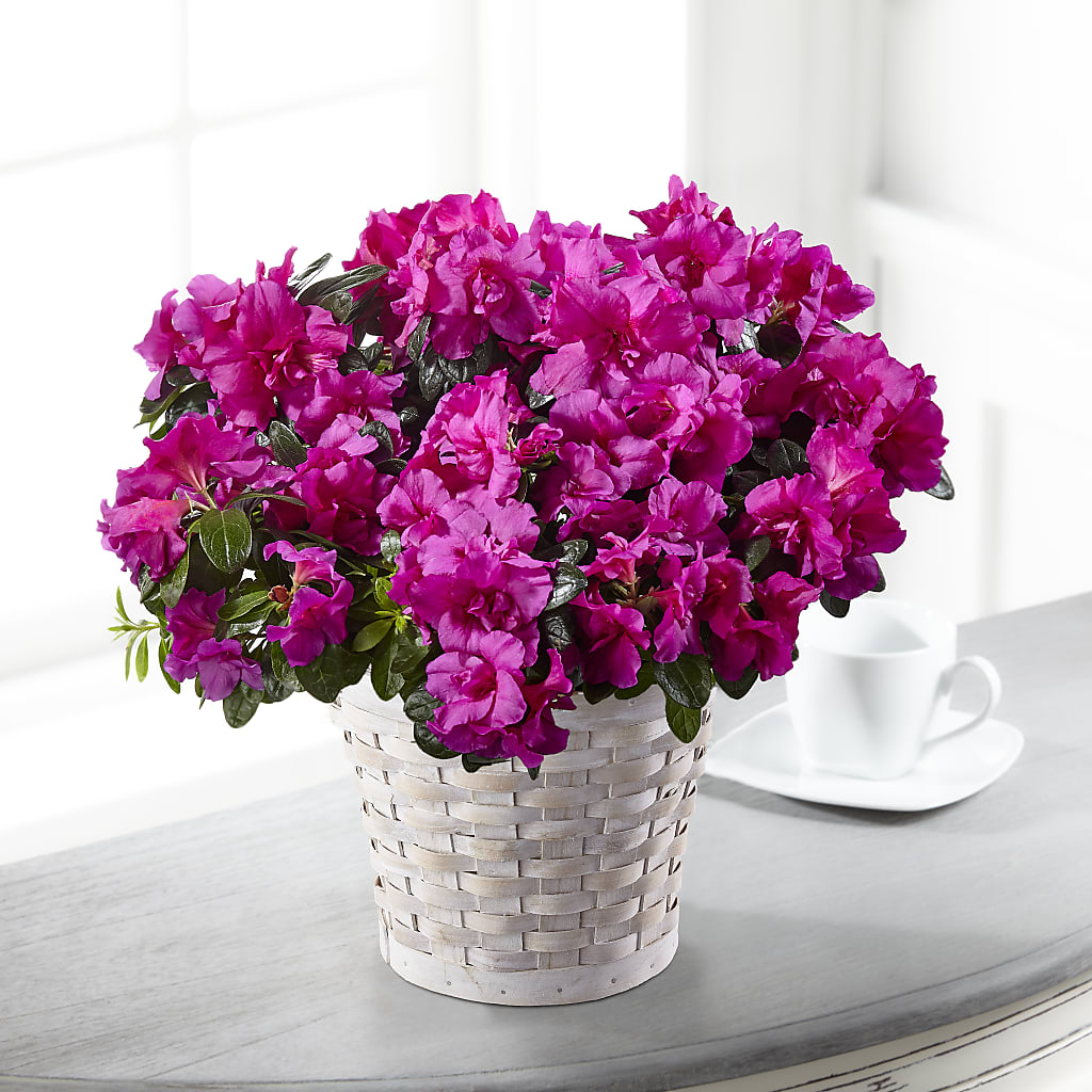 Hope & Serenity Azalea Plant – MARYCEL'S FLOWERS, Clifton NJ