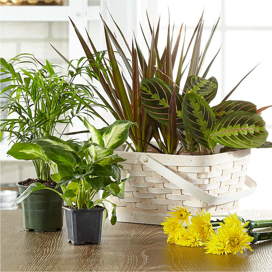 Florist Designed Blooming and Green Plants in a Basket – MARYCEL'S FLOWERS, Clifton NJ