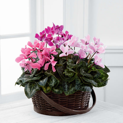 Mixed Cyclamen Planter – MARYCEL'S FLOWERS, Clifton NJ